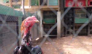 Einer der Übeltäter