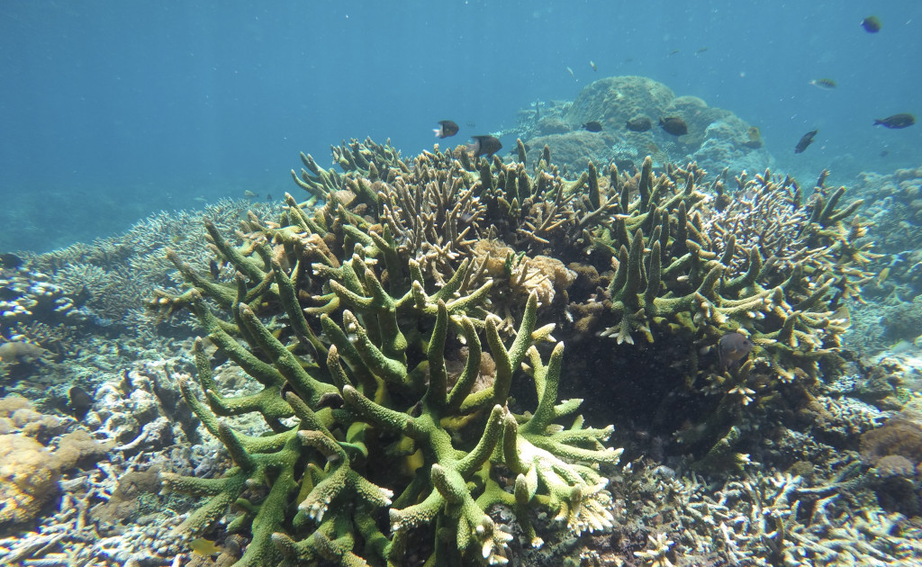 DCIM100GOPROGOPR0301.