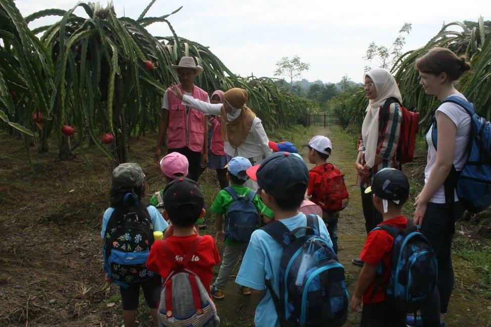 Exkursion Dragon Fruit Farm