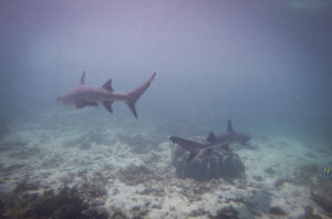 DCIM100GOPROGOPR0591.