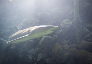 DCIM100GOPROGOPR0614.