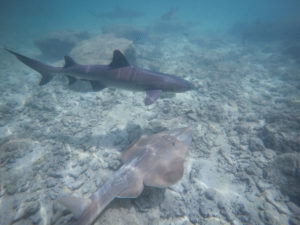 DCIM100GOPROGOPR0618.