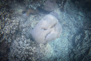 Eine schlecht gelaunte Koralle