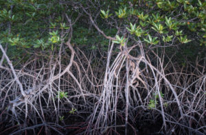 Mangroven